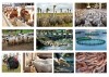 ۵۱ هزار میلیارد ریال تسهیلات برای تامین گوشت سبد غذایی خانوارها